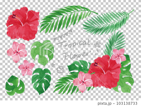 手繪水彩插畫素材芙蓉花套裝 103138733