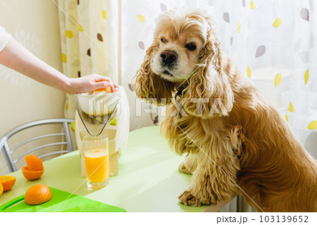 Dog is watching the preparation of fresh orange juice. 103139652