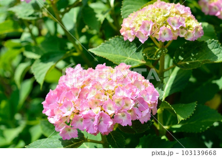 アジサイ 103139668