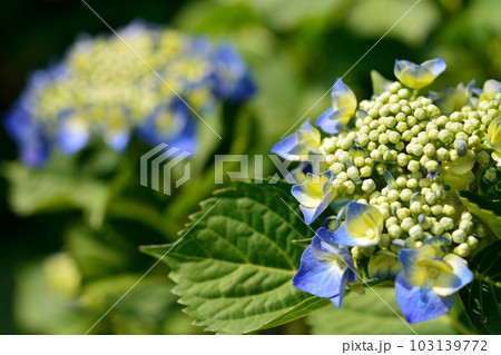 アジサイ 103139772