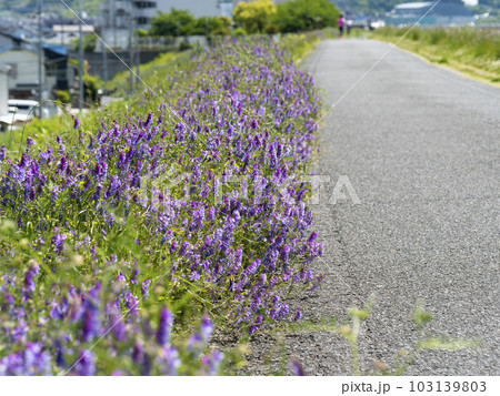 春の花々が咲く堤防沿いの風景 103139803