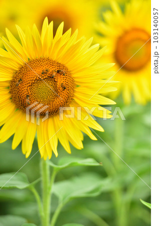 満開のヒマワリ・夏イメージ 満開のヒマワリ・夏イメージ 103140057