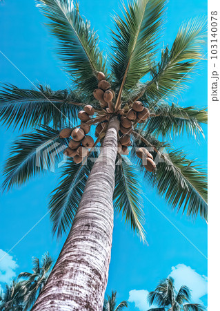 coconuts on Palm tree of on blue sky background coconuts on Palm tree of on blue sky background 103140078