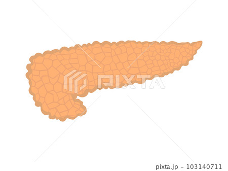 人間の膵臓 103140711