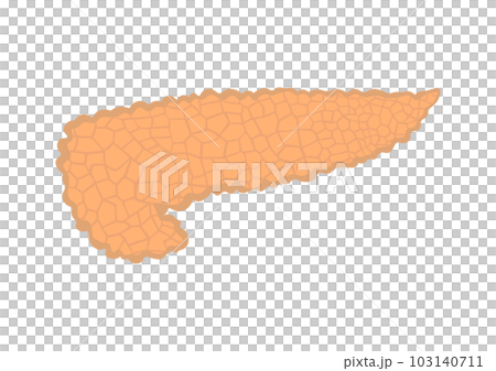 人間の膵臓 103140711
