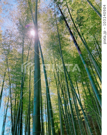鎌倉の竹林 鎌倉の竹林 103140984