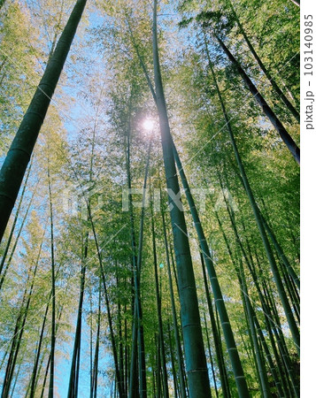 鎌倉の竹林 鎌倉の竹林 103140985