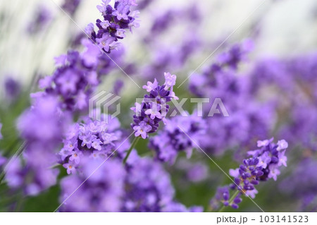 ラベンダー ラベンダー 103141523