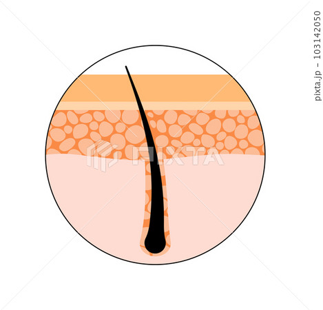 Human hair anatomy Human hair anatomy 103142050