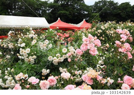 生田緑地ばら苑の春薔薇 103142639
