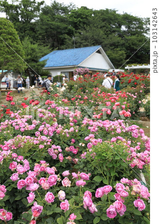 生田緑地ばら苑の春薔薇 生田緑地ばら苑の春薔薇 103142643