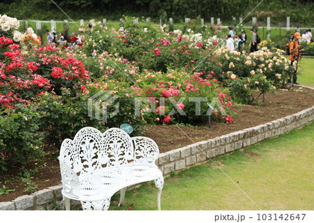 生田緑地ばら苑の春薔薇 生田緑地ばら苑の春薔薇 103142647