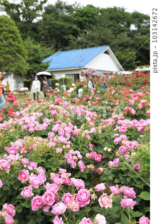 生田緑地ばら苑の春薔薇 生田緑地ばら苑の春薔薇 103142672