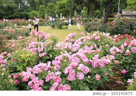 生田緑地ばら苑の春薔薇 生田緑地ばら苑の春薔薇 103142673