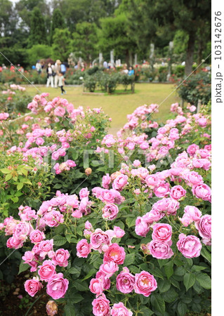 生田緑地ばら苑の春薔薇 生田緑地ばら苑の春薔薇 103142676