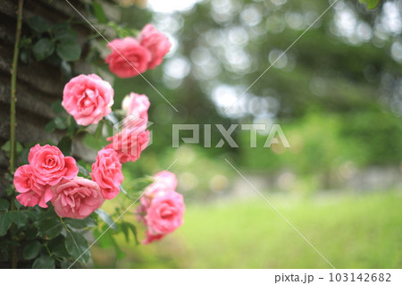 生田緑地ばら苑の春薔薇 生田緑地ばら苑の春薔薇 103142682