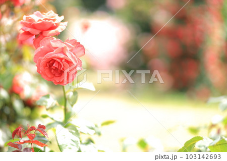 生田緑地ばら苑の春薔薇 生田緑地ばら苑の春薔薇 103142693