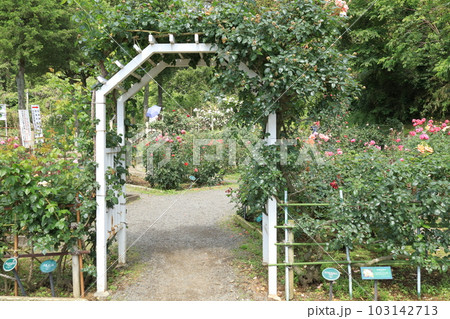 生田緑地ばら苑の春薔薇 生田緑地ばら苑の春薔薇 103142713