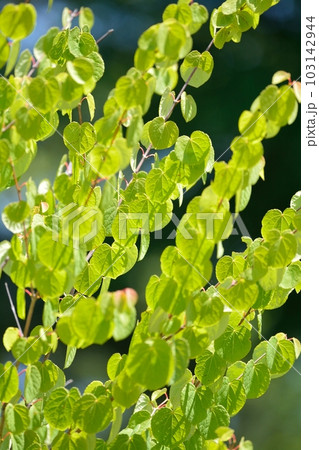 カツラの葉　新緑(N) 103142944