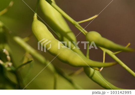 畑の大根を放置していたらサヤ（タネ）が出来た　5月下旬 103142995