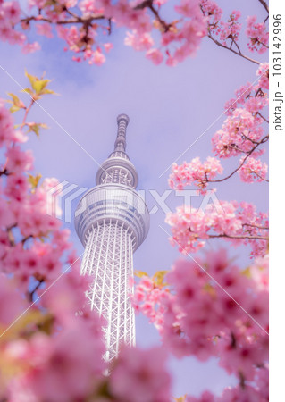 春ピンクの河津桜に囲まれた東京スカイツリー 103142996