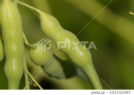 畑の大根を放置していたらサヤ（タネ）が出来た　5月下旬 103142997