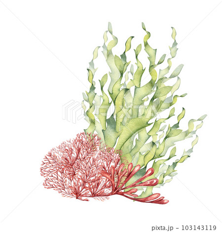 Sea plants, coral watercolor illustration isolated on white background. Pink agar agar seaweed, laminaria hand drawn. Design element for package, label, advertising, wrapping, marine collection Sea plants, coral watercolor illustration isolated on white background. Pink agar agar seaweed, laminaria hand drawn. Design element for package, label, advertising, wrapping, marine collection 103143119