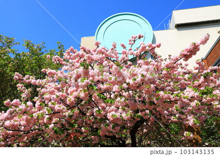 造幣局　桜の通り抜け 103143135