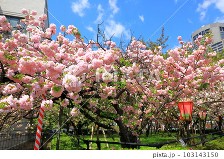 造幣局　桜の通り抜け 103143150