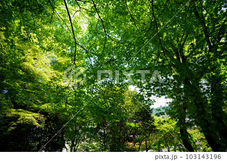 京都古寺正法寺のアオモミジの杜 京都古寺正法寺のアオモミジの杜 103143196