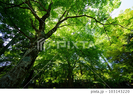 京都和束・正法寺・アオモミジの五月 103143220