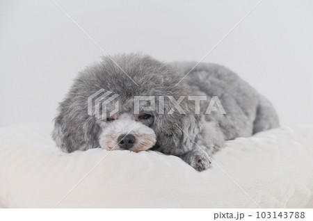 ベッドの上で寝落ちする犬　トイプードル 103143788