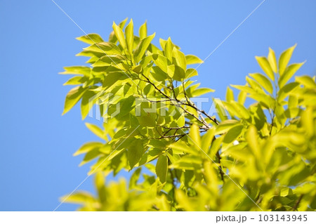 エノキの新緑 エノキの新緑 103143945