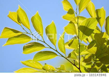 エノキの新緑 103143946