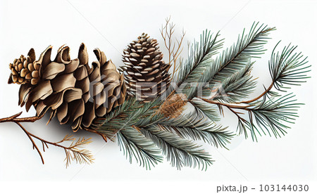Pine tree branch and cones isolated on white Pine tree branch and cones isolated on white 103144030