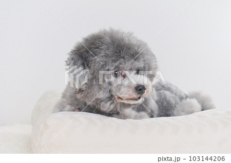 ベッドの上で寝落ちする犬 トイプードル ベッドの上で寝落ちする犬 トイプードル 103144206