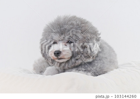 ベッドの上で寝落ちする犬　トイプードル 103144260