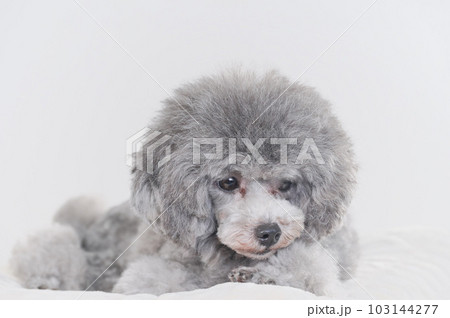 ベッドの上で寝落ちする犬 トイプードル ベッドの上で寝落ちする犬 トイプードル 103144277