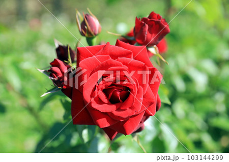 華麗なるバラの花達・・カラフルな色とりどり 103144299