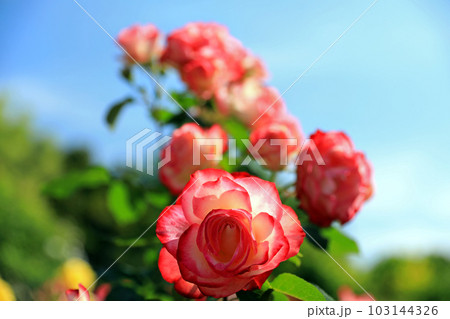 華麗なるバラの花達・・カラフルな色とりどり 103144326