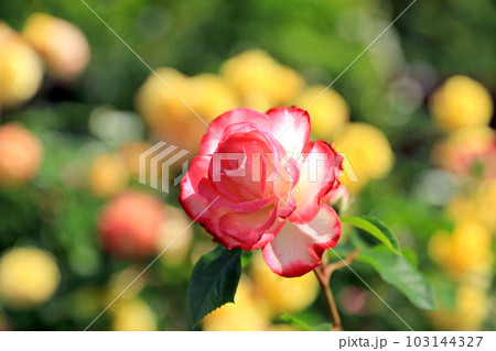 華麗なるバラの花達・・カラフルな色とりどり 103144327