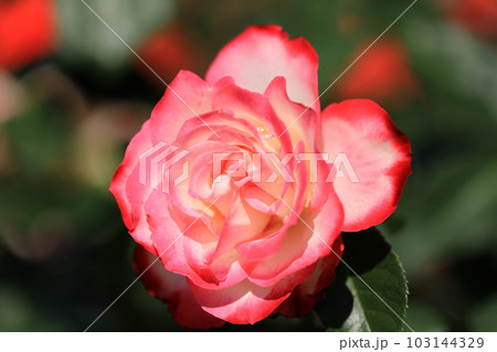 華麗なるバラの花達・・カラフルな色とりどり 103144329