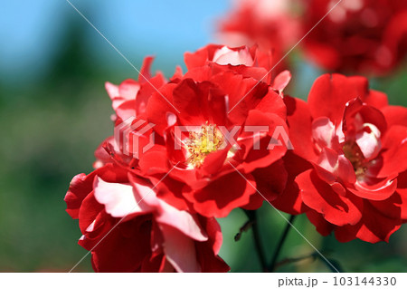華麗なるバラの花達・・カラフルな色とりどり 103144330
