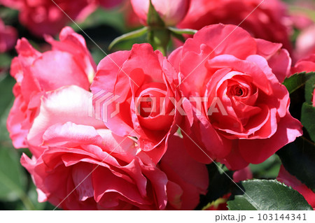 華麗なるバラの花達・・カラフルな色とりどり 華麗なるバラの花達・・カラフルな色とりどり 103144341