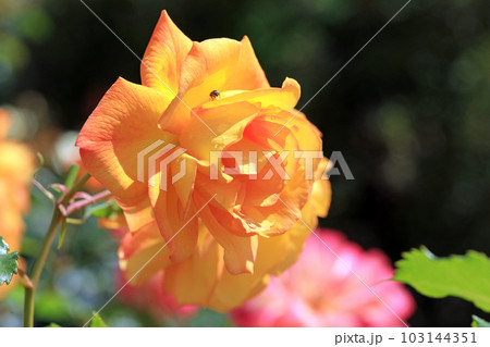 華麗なるバラの花達・・カラフルな色とりどり 華麗なるバラの花達・・カラフルな色とりどり 103144351