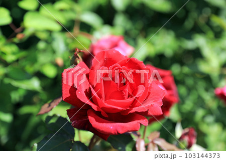 華麗なるバラの花達・・カラフルな色とりどり 華麗なるバラの花達・・カラフルな色とりどり 103144373