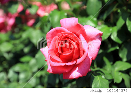 華麗なるバラの花達・・カラフルな色とりどり 103144375