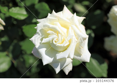 華麗なるバラの花達・・カラフルな色とりどり 103144376