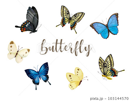様々な種類の蝶の手書きの素材セット 103144570