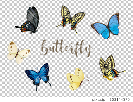 様々な種類の蝶の手書きの素材セット 103144570